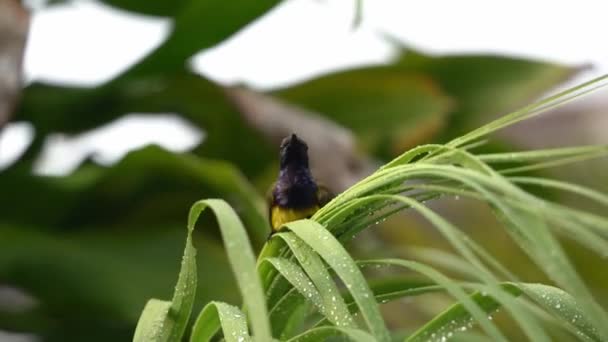 Niedlicher Kleiner Männlicher Sonnenvogel Mit Olivenrücken Nektarinien Jugularis Mit Nach — Stockvideo