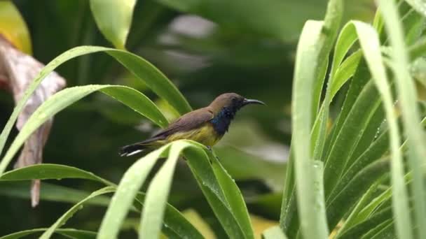 Ausgewachsene Männliche Sonnenvögel Mit Olivenrücken Nektarinien Jugularis Mit Nach Unten — Stockvideo