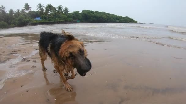 犬はぬれた頭を海水に浸した ペット バディ 4Kビデオ ドイツの羊飼い犬 — ストック動画