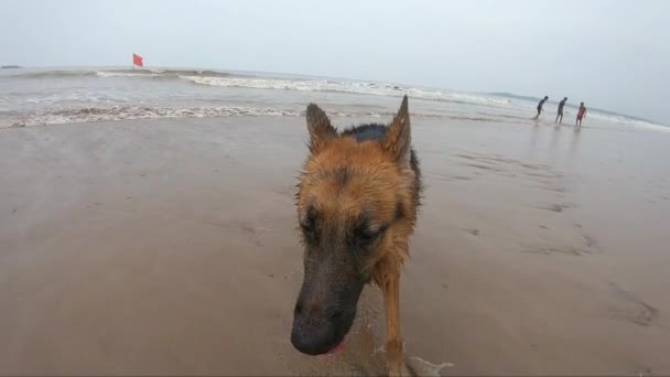 Tysk Herdehund Som Ligger Stranden Videor Klämmor För Djurbestånd — Stockvideo