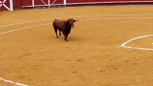 Бульбашка Іспанії Повільний Рух — стокове відео