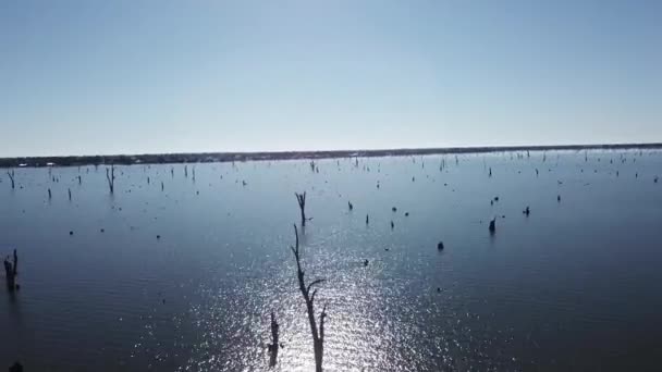 야경가의 호수에서 나오는 나무들에 초점을 — 비디오