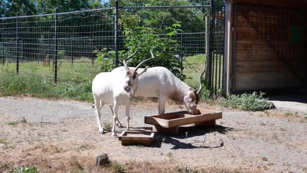 Beweging Van Scimitar Gehoornde Oryx Eten Van Voedsel Een Boerderij — Stockvideo