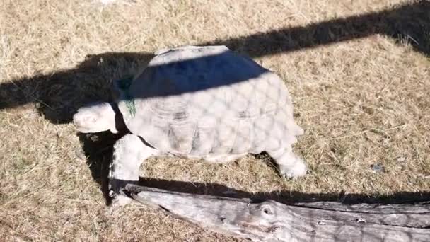 Der Antrag Der Afrikanischen Landschildkröte Bewegt Sich Auf Dem Gras — Stockvideo