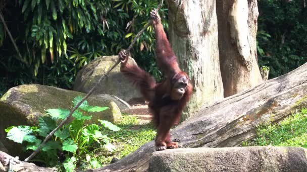 Solo Great Apes Orangutan Funky Body Posture Grasping Rope Hanging — Video