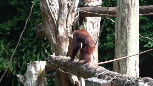 Červená Kožešina Velké Opice Orangutan Dlouhými Pažemi Procházka Přes Překážku — Stock video