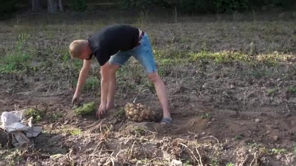 若い男は金属バスケットのフィールドからジャガイモを収穫し スローモーション — ストック動画