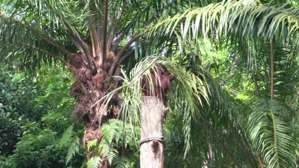 Great Apes Orangutan Spotted Sitting Top Wood Trunk Camouflage Frond — Video