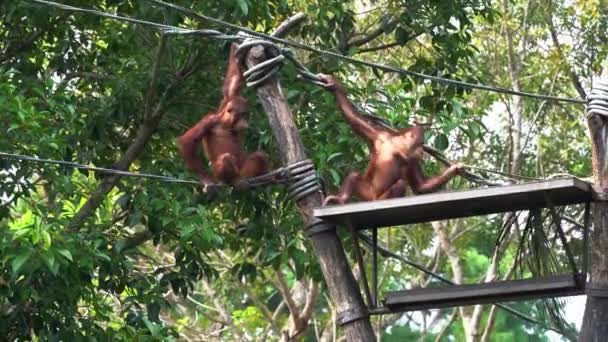 Bir Büyük Maymun Singapur Hayvanat Bahçesi Güneydoğu Asya Daki Platformda — Stok video