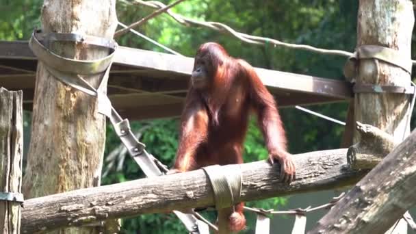 Red Fur Great Apes Orangutan Climbing Obstacles Grasping Rope Its — Stock Video