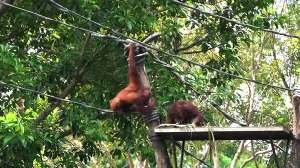 Голодные Игривые Большие Обезьяны Орангутанги Обнимаются Борются Борются Еду Платформе — стоковое видео