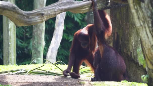 Two Hungry Great Apes Orangutan Picking Eating Food Ground One — Stock Video