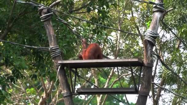 Δύο Πεινασμένοι Και Παιχνιδιάρηδες Μεγάλοι Πίθηκοι Ουραγκοτάγκοι Που Μάχονται Για — Αρχείο Βίντεο