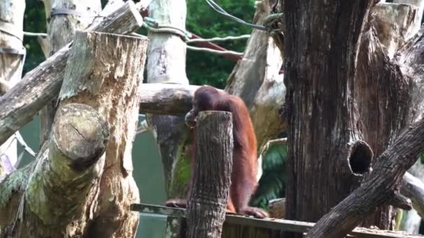 Largest Arboreal Mammal Distinctive Red Fur Orangutan Looking Searching Something — Stock Video