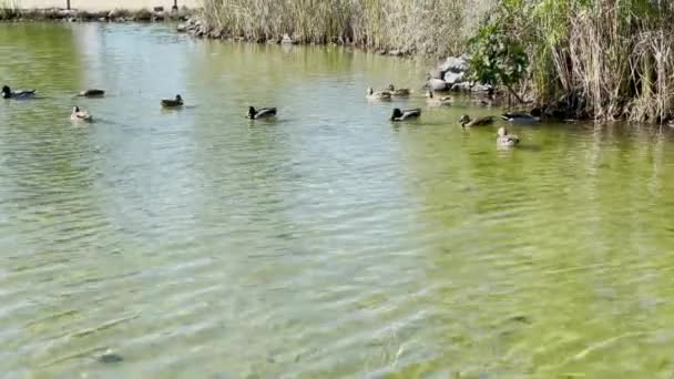 Varios Patos Nadando Lago Verde Beja Alentejo Portugal — Vídeos de Stock