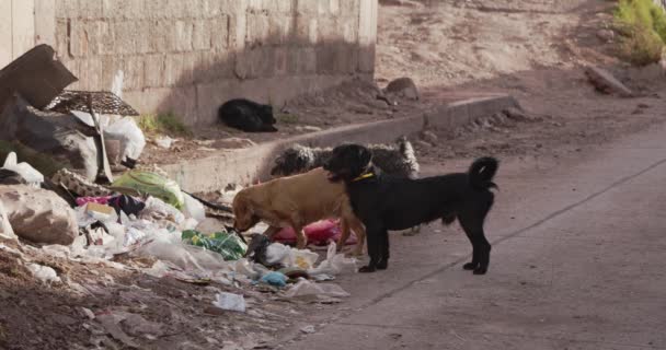 Tre Cani Strada Che Mangiano Spazzatura Cusco — Video Stock