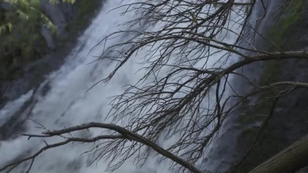 乾燥した木の枝の後ろにブリリーの滝 木の枝に囲まれた岩肌を流れる水流 — ストック動画