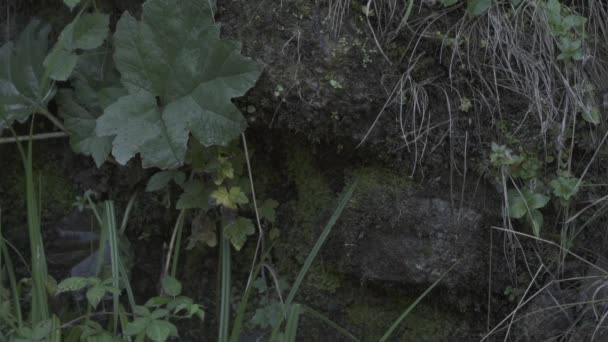 Stenen Gedeeltelijk Bedekt Met Mos Groene Bladeren Planten Onkruid Groeien — Stockvideo