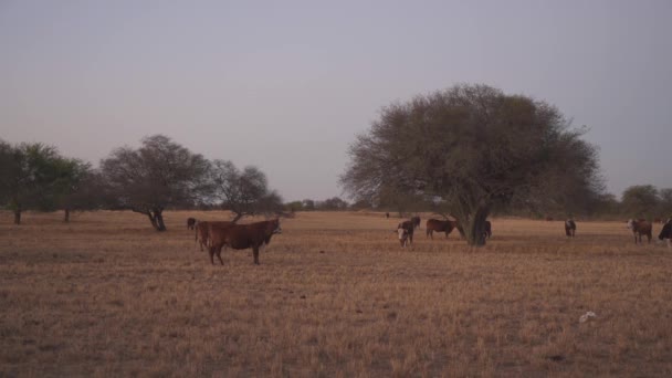 Ένα Κοπάδι Αγελάδες Βόσκουν Ανάμεσα Στο Γρασίδι Και Δέντρα Τις — Αρχείο Βίντεο