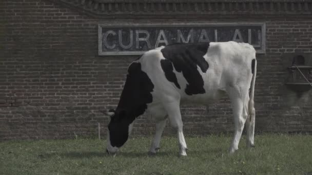 白と黒の雄牛が古いレンガの壁の前で草を放牧し アルゼンチンのCura Malalのサインがあります — ストック動画