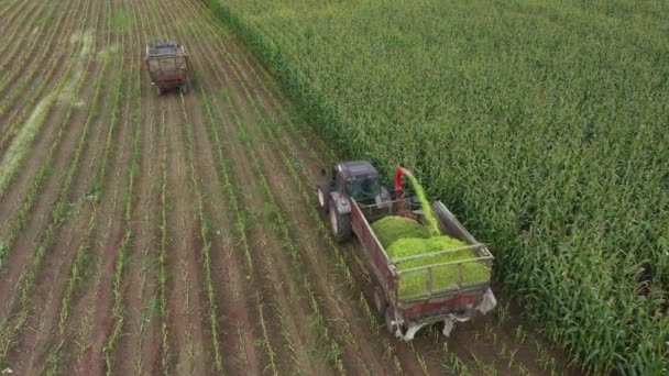 Тракторная Резка Измельчение Кукурузы Поле Силоса Антенна — стоковое видео