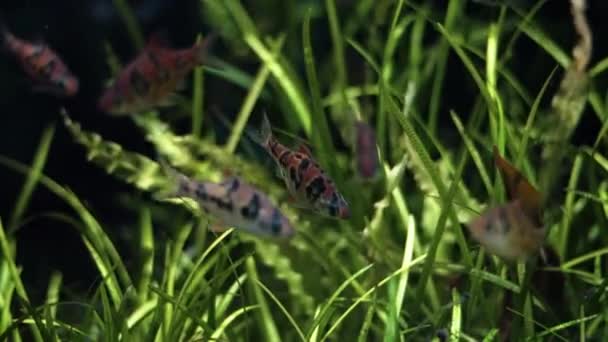 英国チェスター動物園で美しい色の熱帯魚とカラフルな青い水族館 — ストック動画