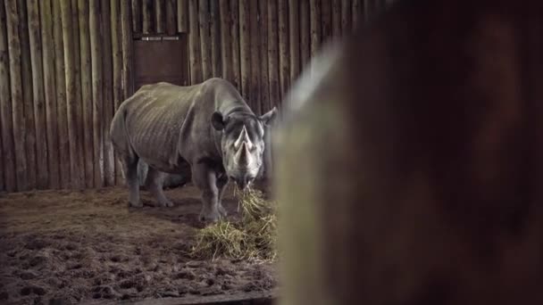 Närbild Vit Noshörning Äta Gräs Mycket Tyst Djurparken Chester Zoo — Stockvideo