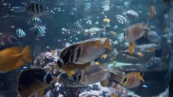 Huge Aquarium Colourful Corals Fishes Chester Zoo — Stock Video