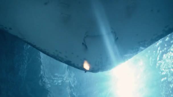 在英国切斯特动物园的水下游泳的曼塔射线鱼的近景 — 图库视频影像