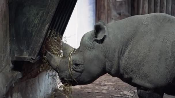 Gros Plan Rhinocéros Blanc Espèce Voie Disparition Mangeant Dans Parc — Video