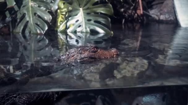 在英国切斯特动物园 鳄鱼在许多异国情调的鱼中间漂浮时 被鳄鱼的头拍了个大大的角 — 图库视频影像