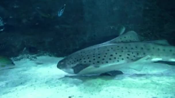 Cerca Mostrando Tiburón Negro Pescador Nadando Aguas Cristalinas Con Algunos — Vídeos de Stock