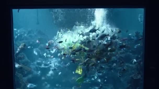 在英国切斯特动物园 潜水潜水潜水的潜水者探索洞穴潜水 — 图库视频影像