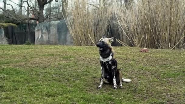Пятнистая Гиена Зевает Естественной Среде Честерском Зоопарке Великобритания — стоковое видео