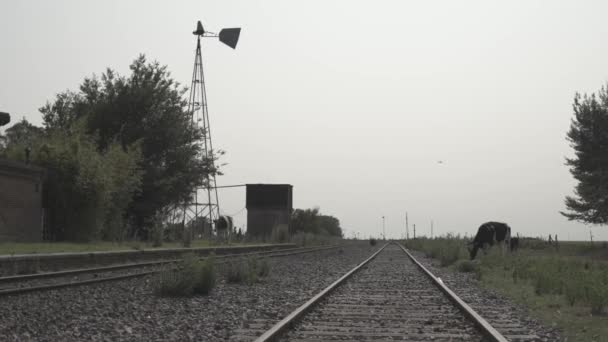 Две Коровы Пасутся Траве Вокруг Железнодорожных Путей Сельской Местности Аргентины — стоковое видео