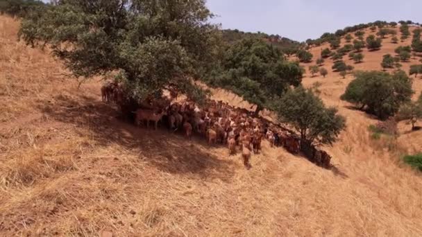 葡萄牙阿连特霍区 国内山羊群在斜坡上行走 空中跟踪 — 图库视频影像