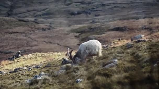 Ibex Selvagem Pastando Grama Vale Montanha — Vídeo de Stock