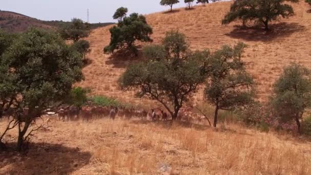 ポルトガルのアルネテホにある牧草地の斜面を歩くヤギの群れ 空中上昇 — ストック動画