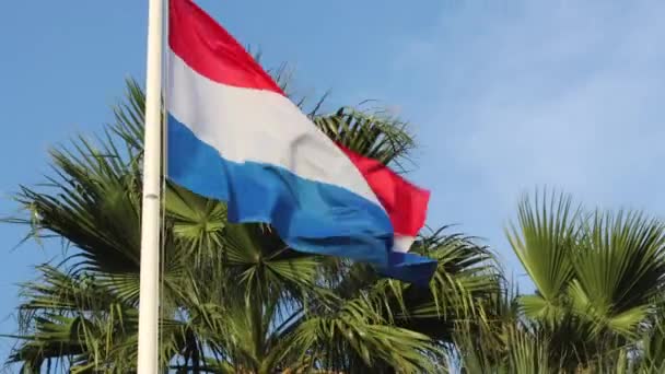 Bandera Los Países Bajos Soplando Viento Día Claro Palmeras Fondo — Vídeo de stock