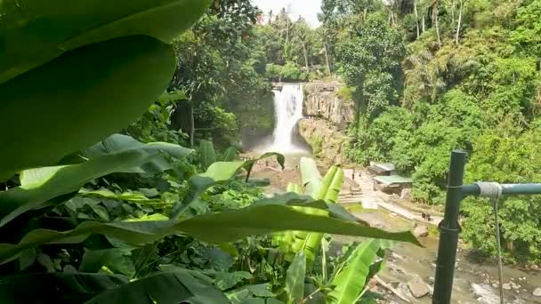 Majestic Deep Jungle Waterfall Banana Tree Leaves Foreground Sunny Warm — Stock Video