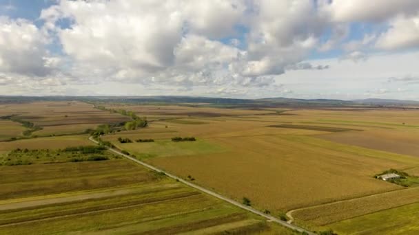 Hiperlapso Aéreo Cinematográfico Sobre Terras Agrícolas Douradas Com Nuvens Movimento — Vídeo de Stock