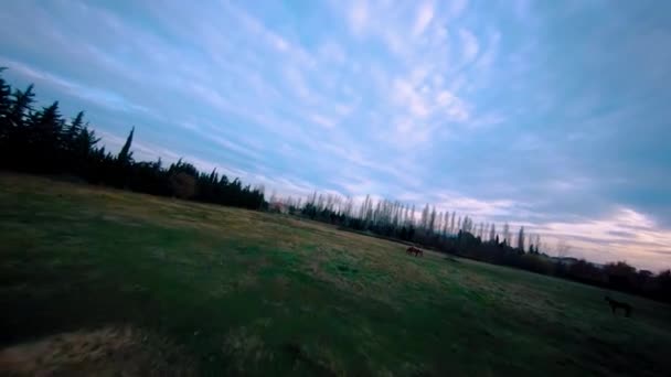 Κινηματογραφικό Κηφήνας Fpv Γυρίστηκε Γύρω Από Ένα Πεδίο Άλογα Τρέχουν — Αρχείο Βίντεο