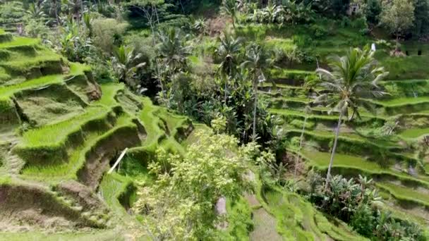 Majestátní Údolí Rýžových Teras Bali Letecký Pohled — Stock video