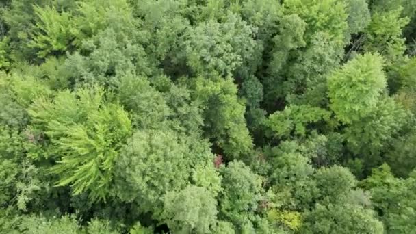 Flying Low Tree Plantation Unique Tree Species Ohio Usa — стоковое видео