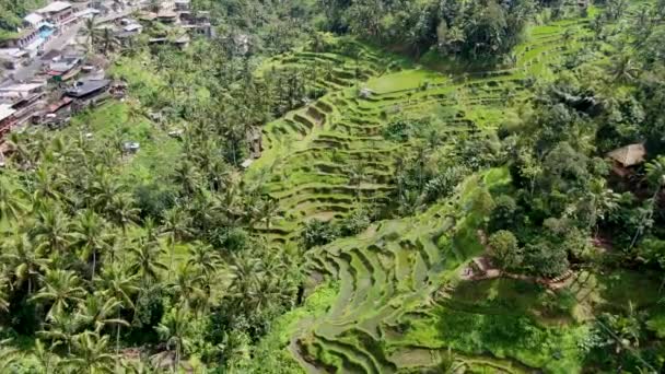 Zöld Völgy Rizs Teraszok Bali Sziget Légi Drón Kilátás — Stock videók