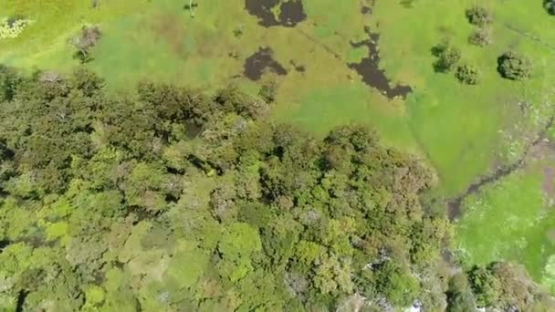 无人机捕捉到亚马孙的绿色雨林和位于巴西的亚马逊河 — 图库视频影像