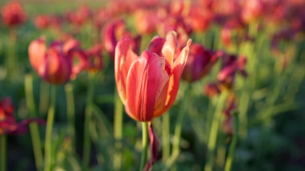 Поле Тюльпанов Рассвете Хорошем Свете Абботсфорде Британская Колумбия Канада — стоковое видео