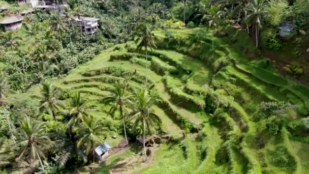Icónica Terraza Con Paddy Vibrante Pequeños Edificios Bali Vista Aérea — Vídeos de Stock