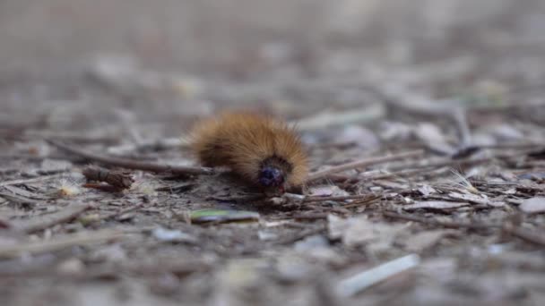 Caterpillar Arrastrándose Cerca Filmación — Vídeo de stock