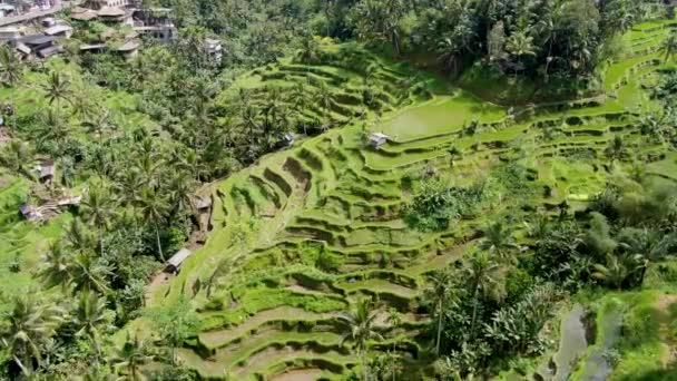 Vista Cinematográfica Las Terrazas Con Cáscara Isla Bali Mientras Vuela — Vídeos de Stock
